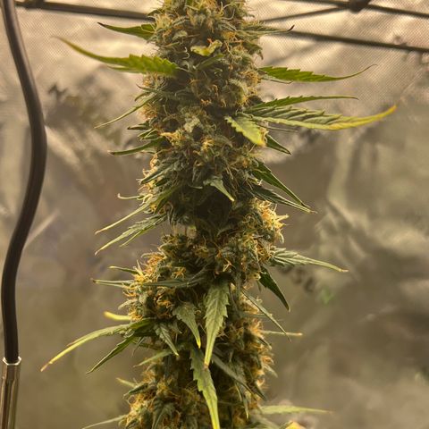 Broken Stem growlog timeline photo