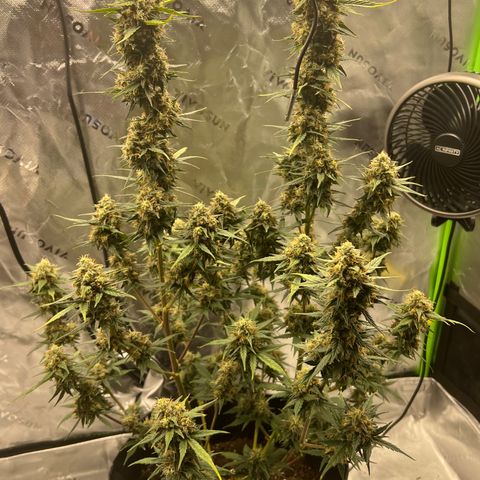 Broken Stem growlog timeline photo