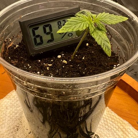 White Widow Auto growlog timeline photo
