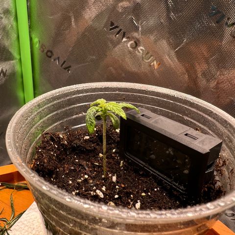 White Widow Auto growlog timeline photo