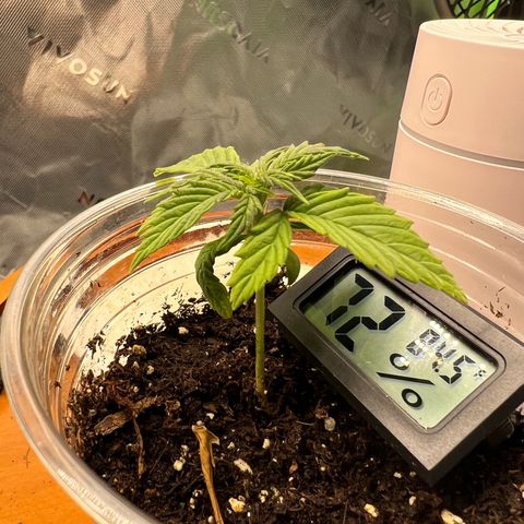 White Widow Auto growlog timeline photo