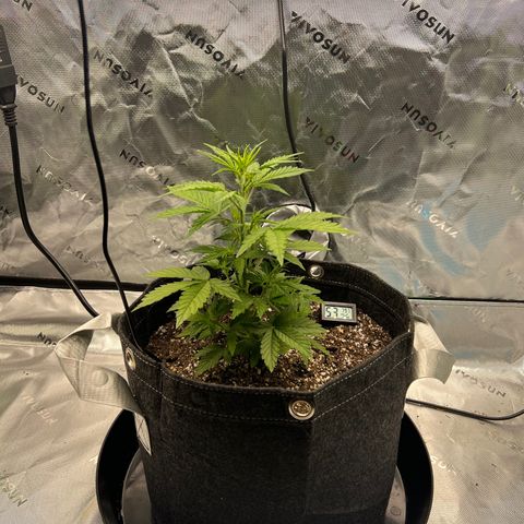 White Widow Auto growlog timeline photo
