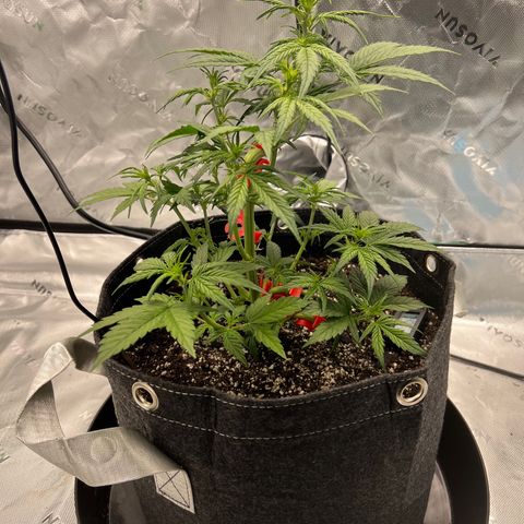 White Widow Auto growlog timeline photo