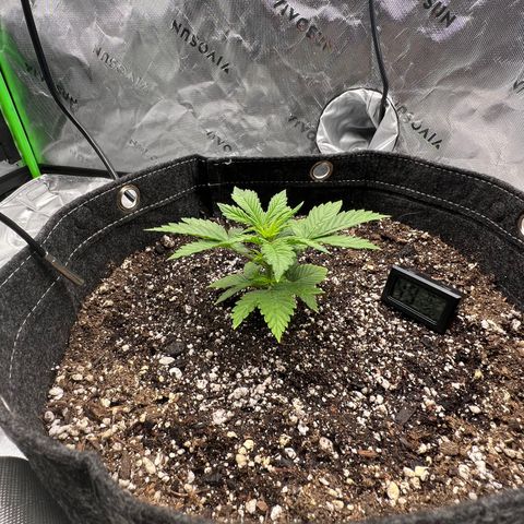White Widow Auto growlog timeline photo