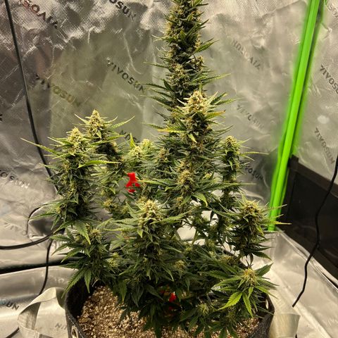 White Widow Auto growlog timeline photo
