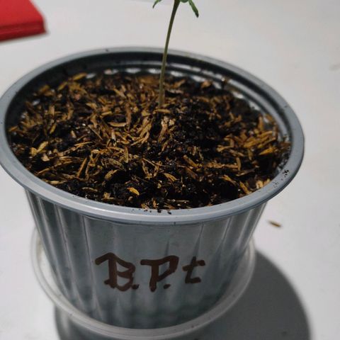 Blue Purple l.s.🟣 growlog timeline photo
