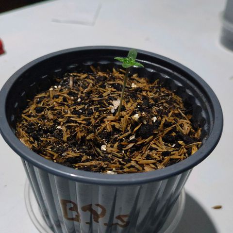 Blue Purple s.s. 🟣 growlog timeline photo