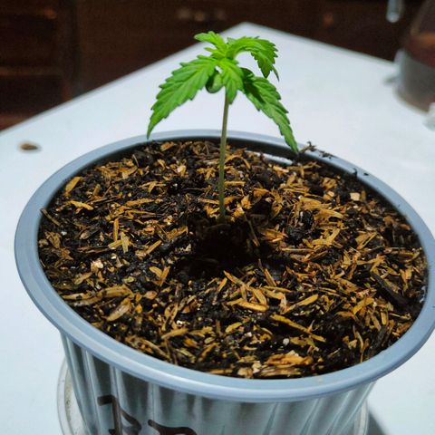 Blue Purple l.s.🟣 growlog timeline photo