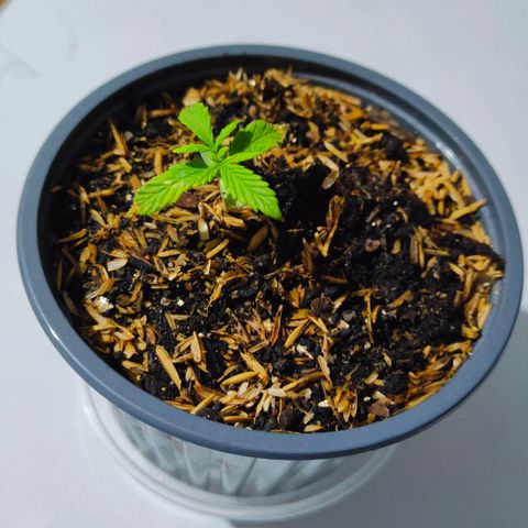 Blue Purple s.s. 🟣 growlog timeline photo