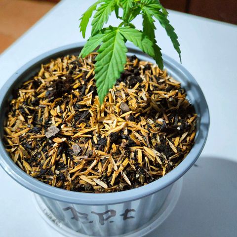 Blue Purple l.s.🟣 growlog timeline photo