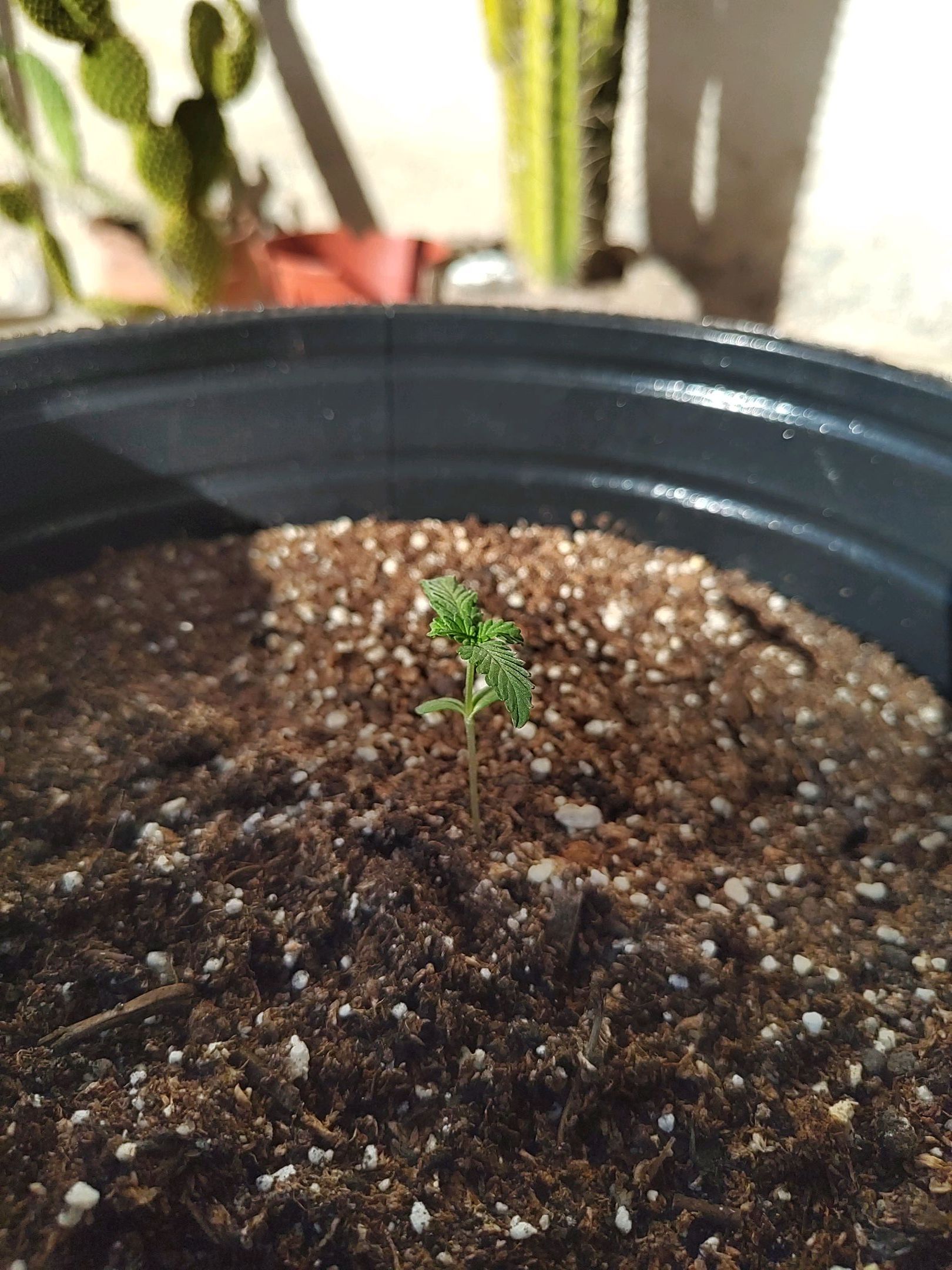 Purple Kush growlog header