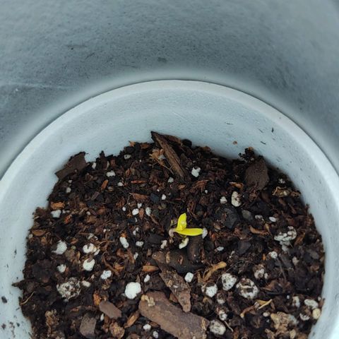 Purple Kush growlog photo