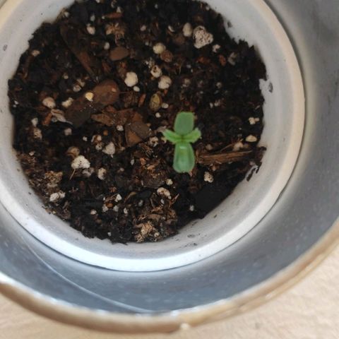 Purple Kush growlog photo