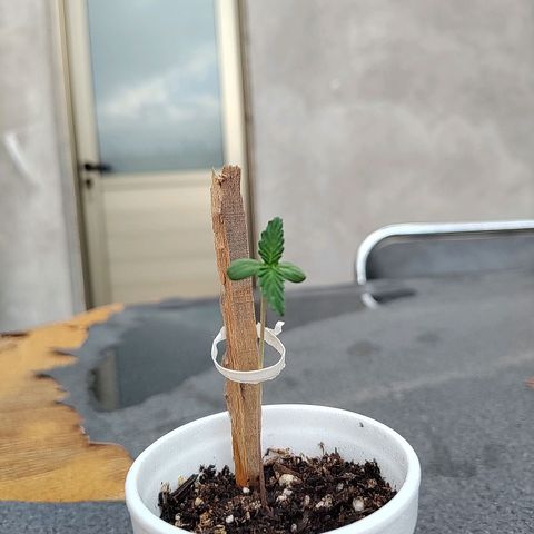 Purple Kush growlog photo