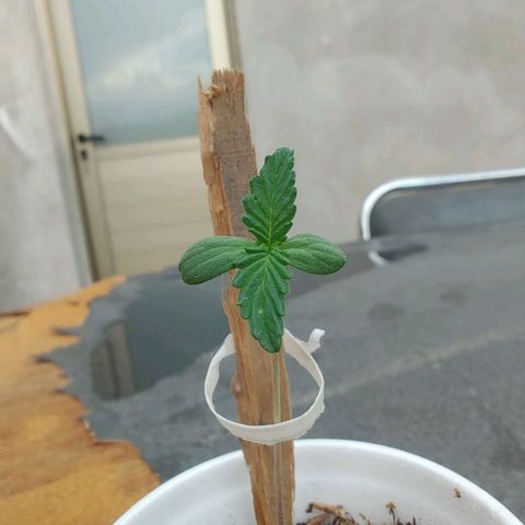 Purple Kush growlog photo