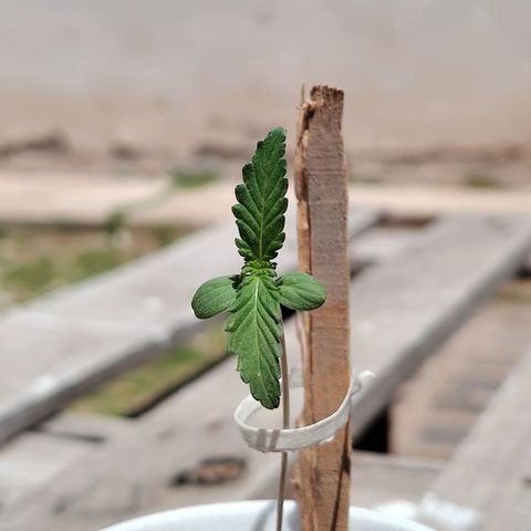 Purple Kush growlog timeline photo