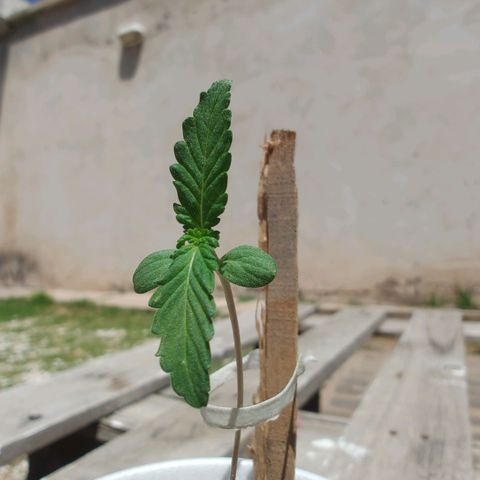 Purple Kush growlog timeline photo