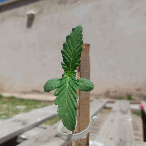 Purple Kush growlog timeline photo