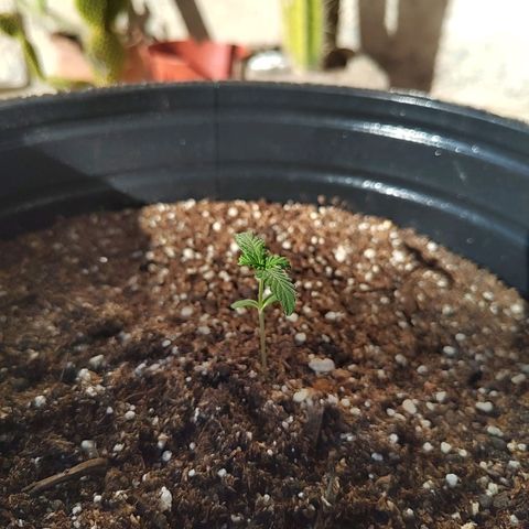 Purple Kush growlog timeline photo