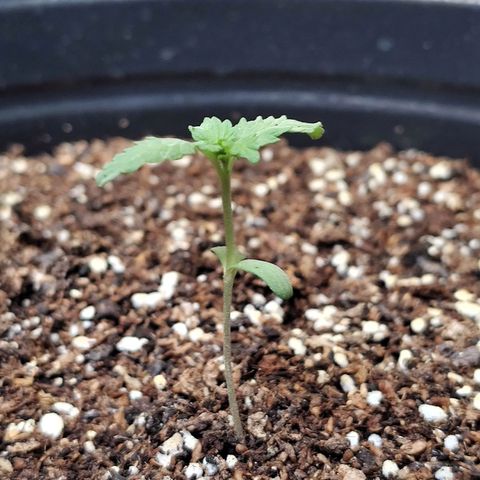 Purple Kush growlog timeline photo
