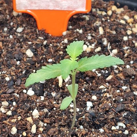 Purple Kush growlog timeline photo