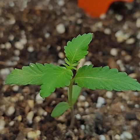 Purple Kush growlog timeline photo