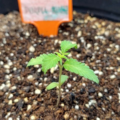 Purple Kush growlog timeline photo
