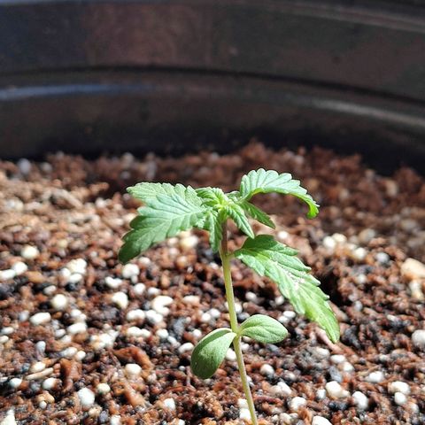 Purple Kush growlog timeline photo