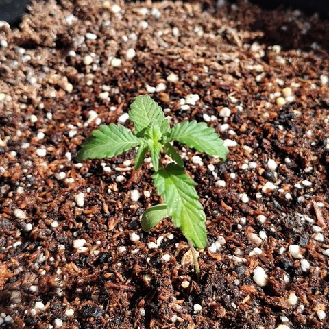 Purple Kush growlog timeline photo