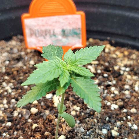 Purple Kush growlog timeline photo