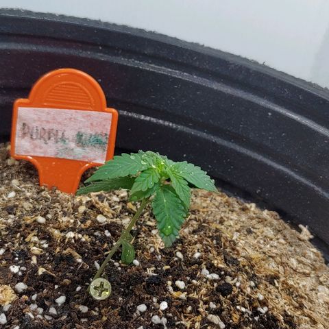 Purple Kush growlog timeline photo