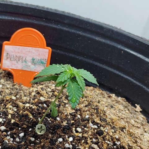 Purple Kush growlog timeline photo