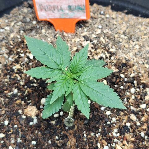 Purple Kush growlog timeline photo
