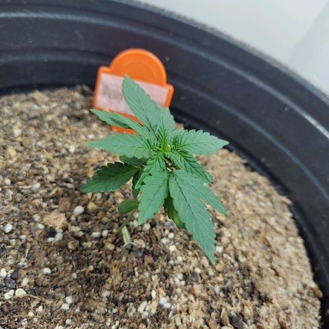 Purple Kush growlog timeline photo