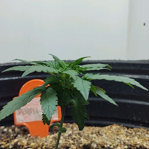 Purple Kush growlog timeline photo