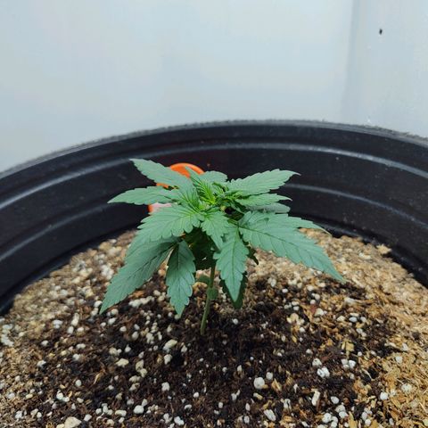 Purple Kush growlog timeline photo