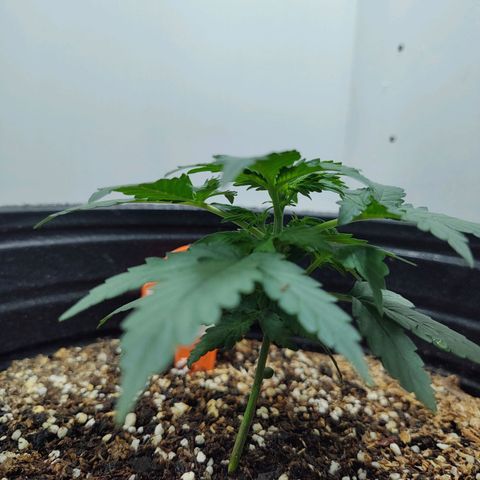 Purple Kush growlog timeline photo