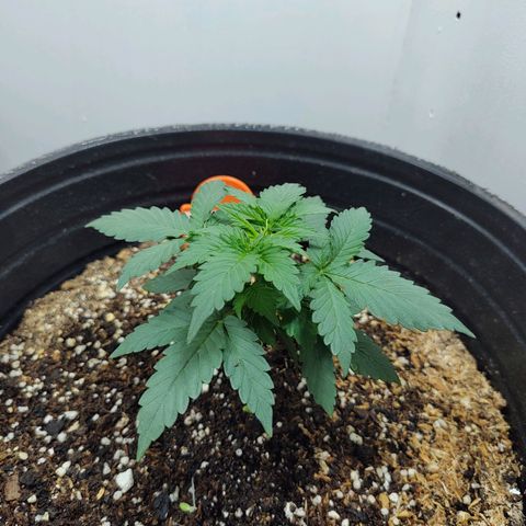 Purple Kush growlog timeline photo