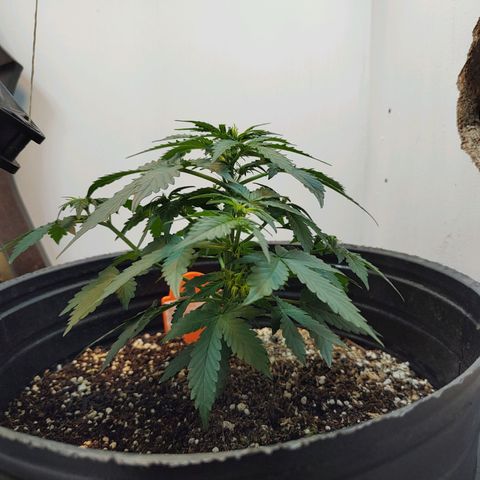 Purple Kush growlog timeline photo