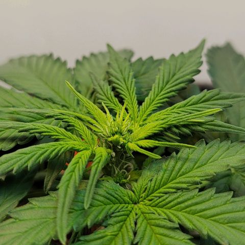 Purple Kush growlog timeline photo