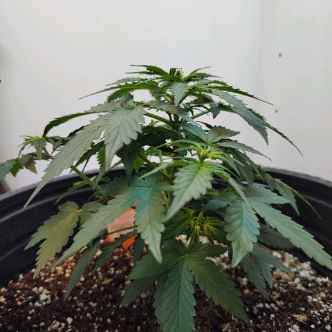 Purple Kush growlog timeline photo
