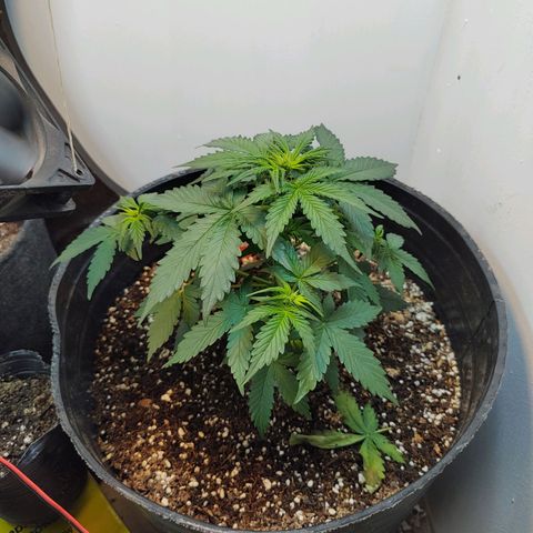 Purple Kush growlog timeline photo
