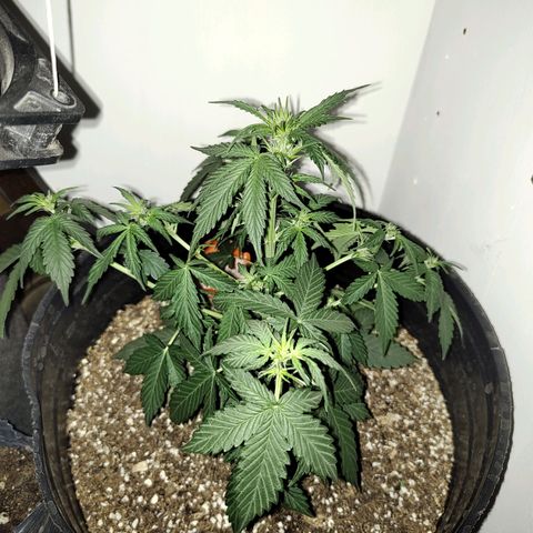 Purple Kush growlog timeline photo