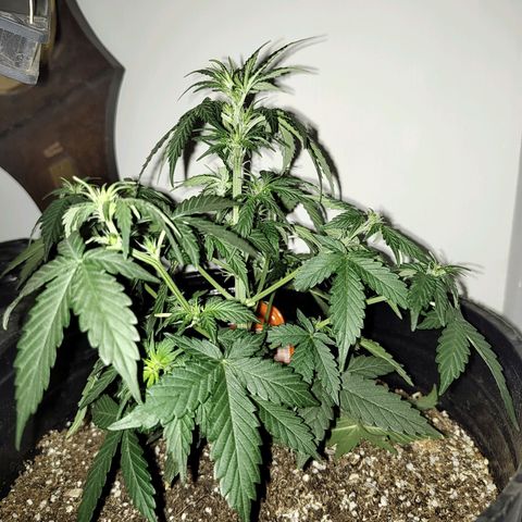 Purple Kush growlog timeline photo