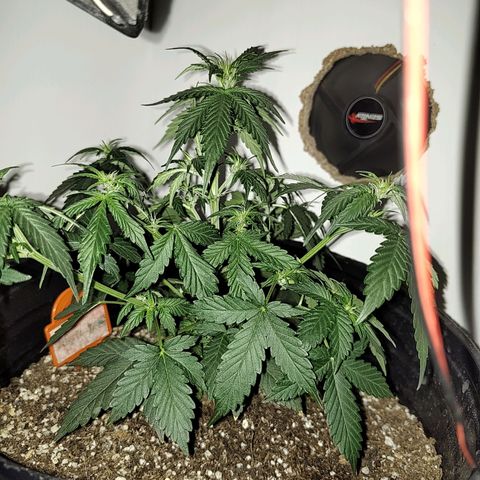 Purple Kush growlog timeline photo