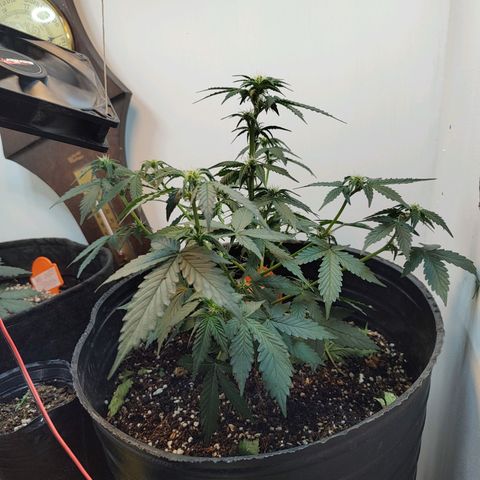 Purple Kush growlog timeline photo