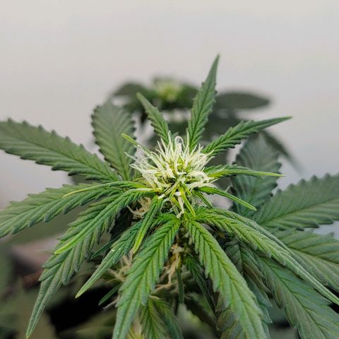 Purple Kush growlog timeline photo