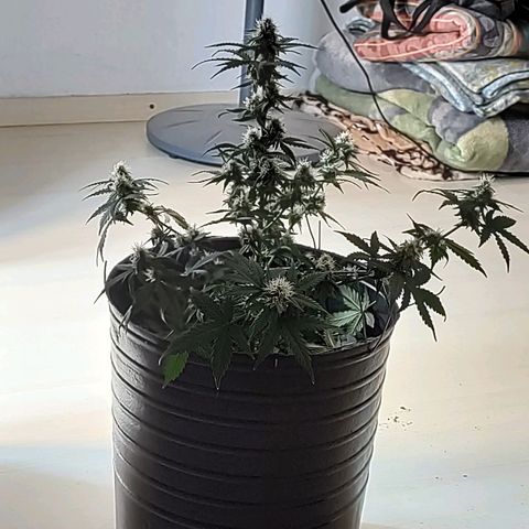 Purple Kush growlog timeline photo