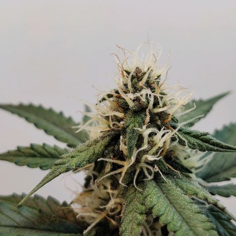 Purple Kush growlog timeline photo