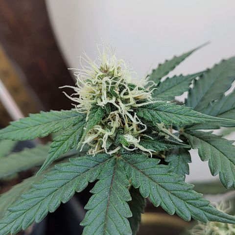 Purple Kush growlog timeline photo